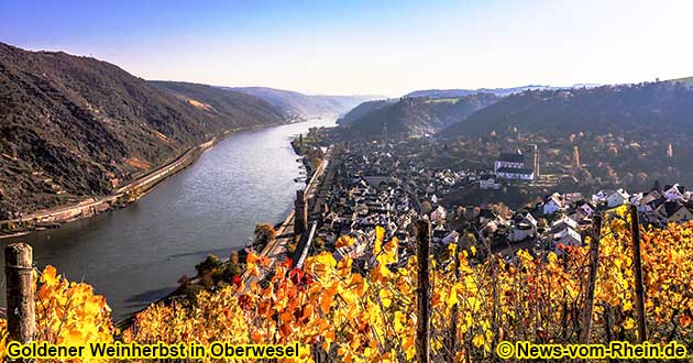 Goldener Weinherbst in den Weinlagen des Oelsberg in Oberwesel am Rhein.